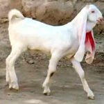 QURBANI KA TARIKA कुर्बानी का सही तरीका क्या है